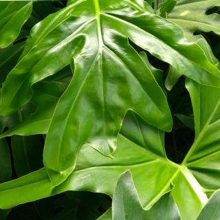 Philodendron has large leaves and is best suited for large bathrooms.