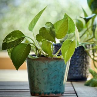 Pothos in blue pot