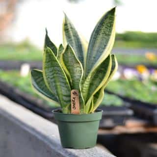 Snakeplant on a ledge near a bathroom