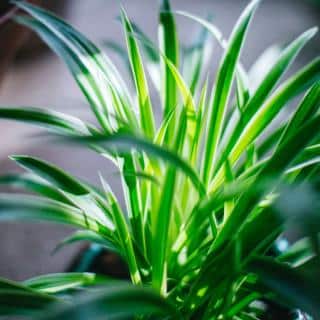 Lush backlit Chlorophytum plant in a bathroom