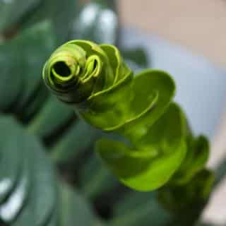 Zamioculcas leaf unfurling in a bathroom setting.