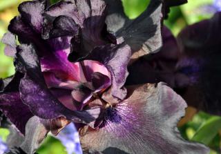 Black plants, here an iris, for the garden