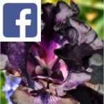Picture related to Black garden plants overlaid with the Facebook logo.