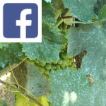 Picture related to Bordeaux mix overlaid with the Facebook logo.
