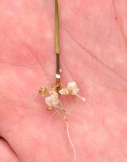 Seedling pulled out and showing damping off symptoms.