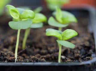 Seedlings sprouting in a tray indoors, likely basil