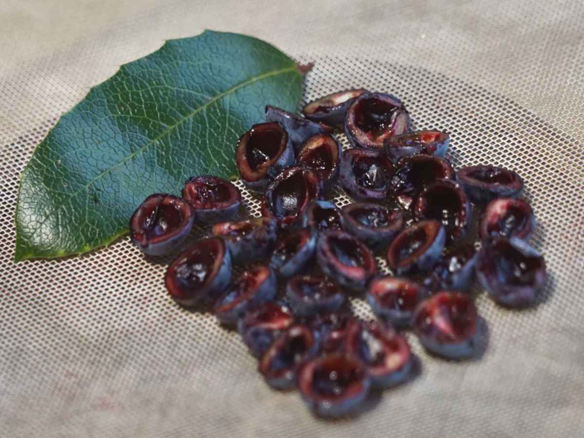 mahonia berry keeping