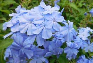 Care for the Monott plumbago