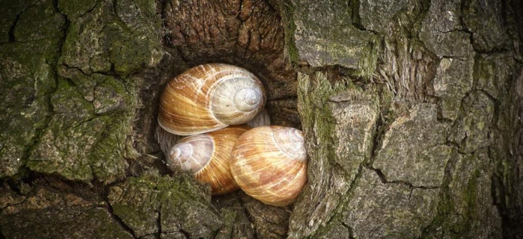 Snails gather at night in bark.