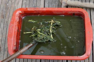 How to make stinging nettle tea to use as a pest repellent and fertilizer