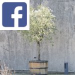 Picture related to Plants that don't need watering overlaid with the Facebook logo.