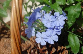 Blue plumbago Escapade in a basket