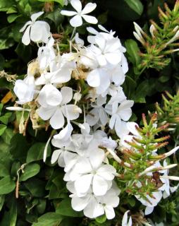 Escapade plumbago planting