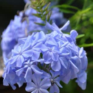 Cluster of flowers on a blue Plumbago auriculata Monott