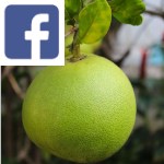 Picture related to Pomelo grapefruit overlaid with the Facebook logo.