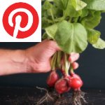 Picture related to Radish overlaid with the Pinterest logo.