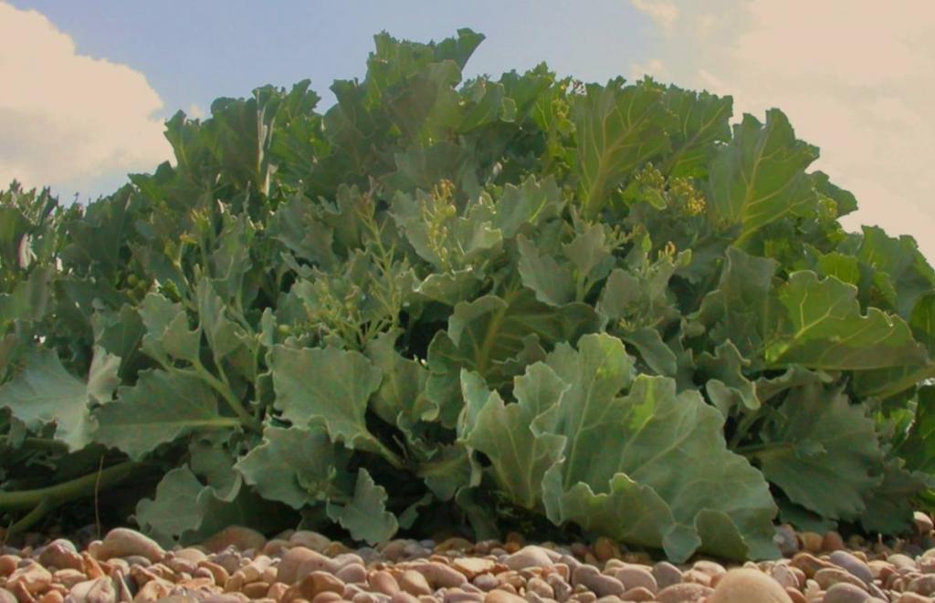 Clump of sea kale leaves