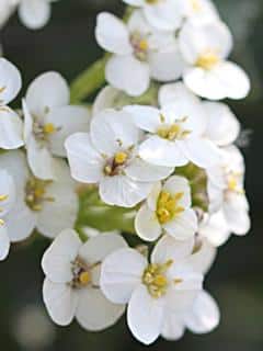 Sea kale flower