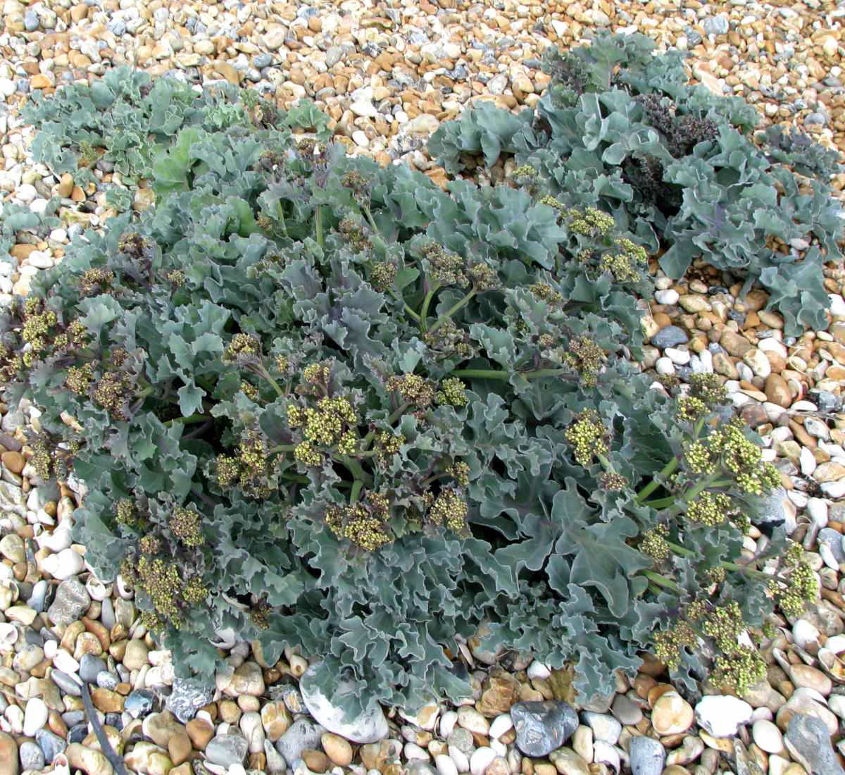 Clump of sea kale with gravel mulch.