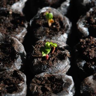 Seedlings of radish, healthy, in small sowing cubes.