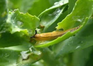 Slug eating a leaf