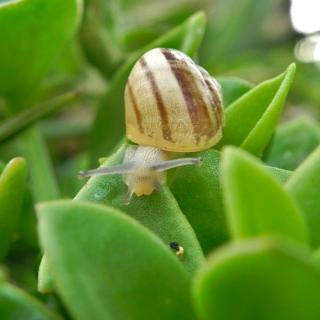 Decoy plants attract snails and slugs away from crops.