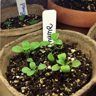 Sowing herbs indoors works, too, like this labeled thyme.