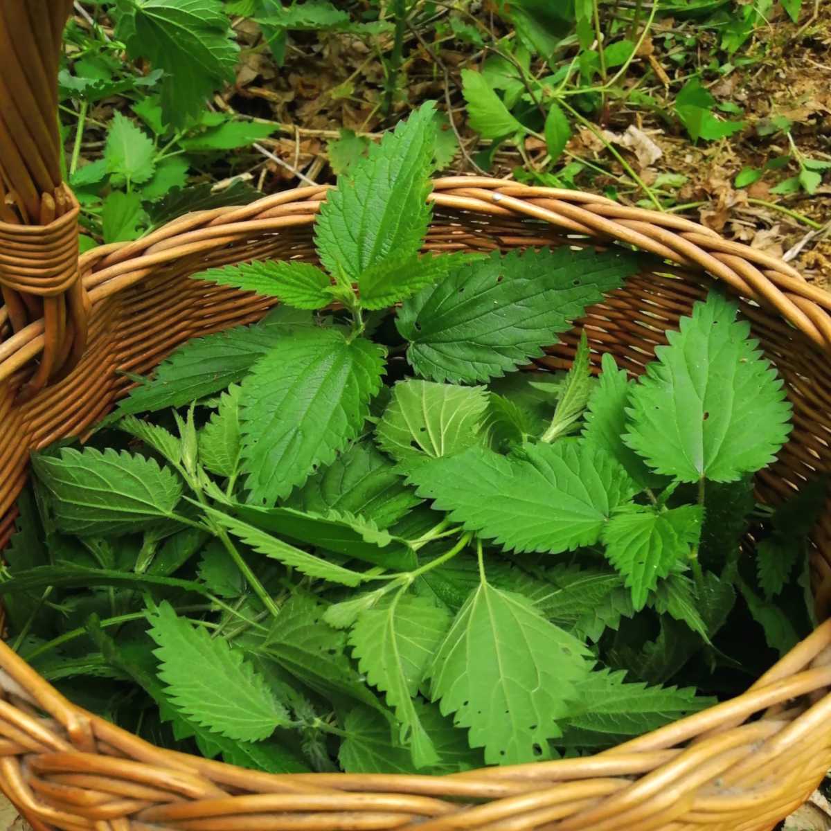 Nettle leaves in a wicker basket