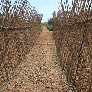 A row of a-frame tomato stakes, also called v-frame or X-frame.