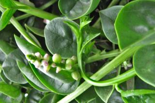 Basella, the indian spinach, leaves and stem