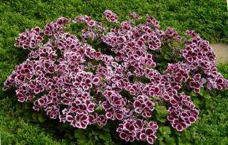 Perennial geranium, an affordable plant that grows large.