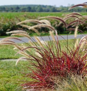 Purple grasses with seed panicles in the wind.