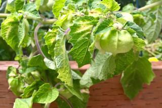 Tomatillo plant growing, this one in a basket-like container.