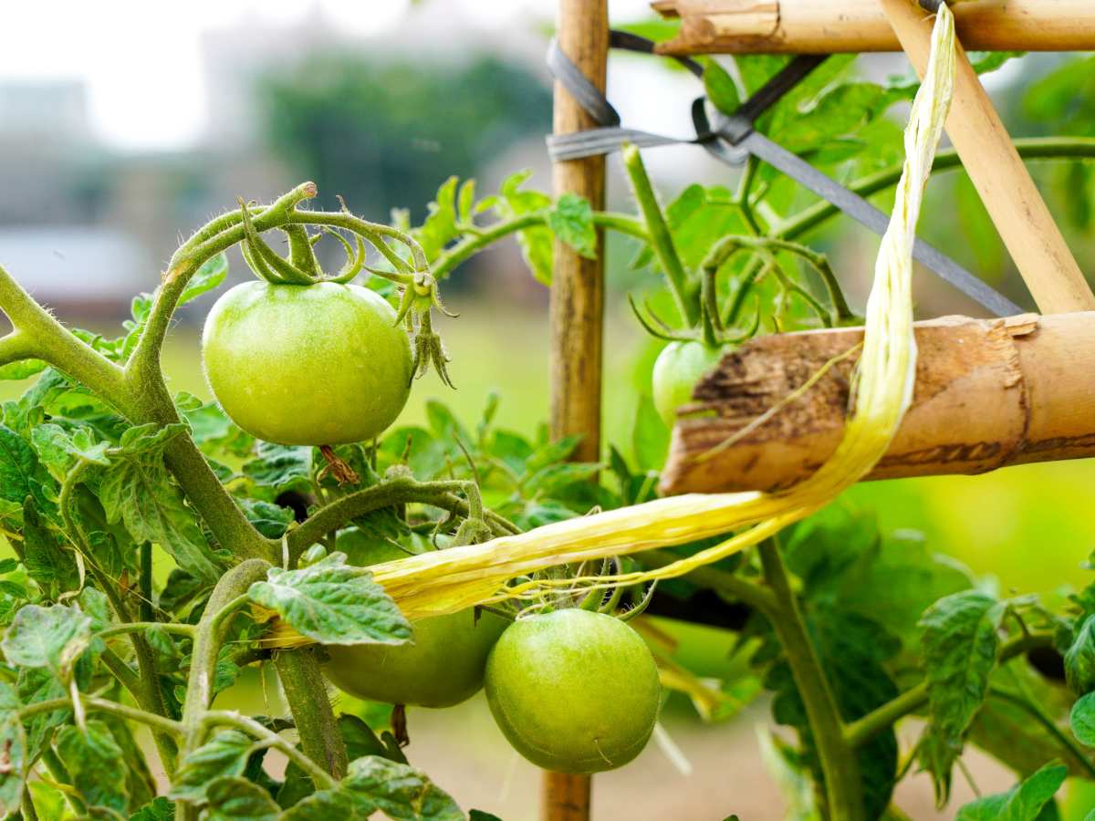 Tomato plants with a makeshift tie and stake