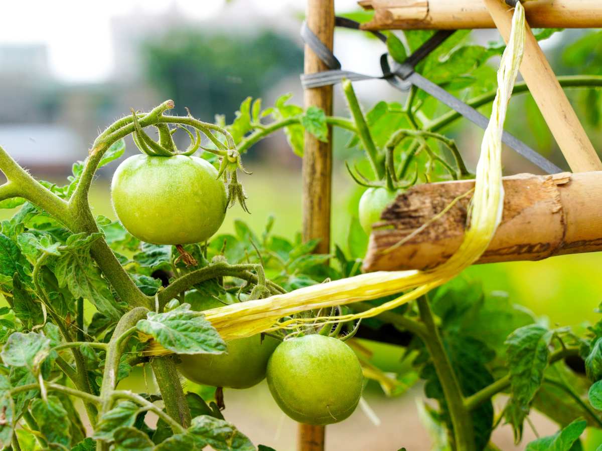 Lattice With Growing Tomatoes