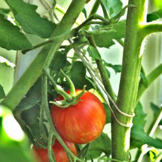 Figure-8 knot tying a tomato plant to its stake.