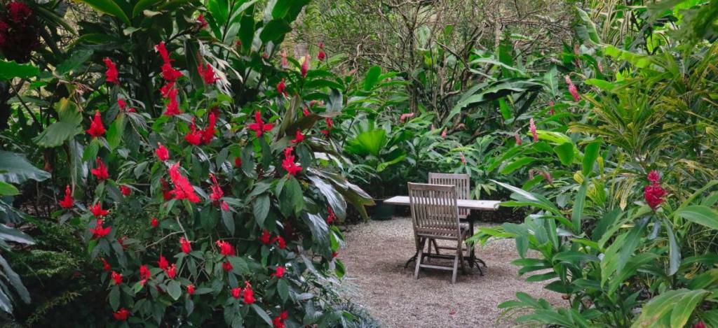 Chairs and table in a narrow garden