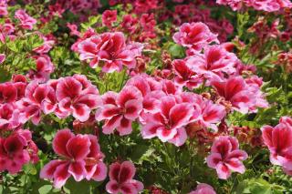 Perennial geranium planting