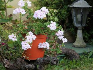 Geranium in a pot on grapevine stand, with lights in the background.