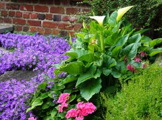 Small plants for a lush flowerbed in a small garden with bluebell, calla lily