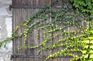 A wooden shutter with iron hinges run over by ivy vines make-believe the garden is larger than it seems.