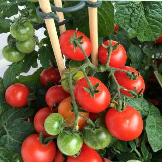 Cherry tomato fruit held up by small bamboo tomato stakes with plastic clips.