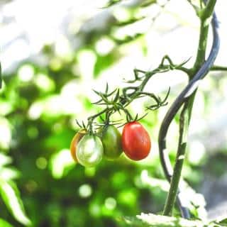 A tomato bearing fruit, tethered to a spiral tomato stake.