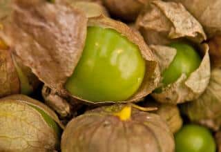 Green tomatillo fruits from growing the plant