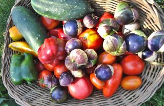 Purple tomatillo among other vegetables in a harvest basket