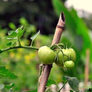 A bamboo stake for tomato plants.