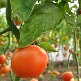 A tomato plant following a single thin thread up to the top of a greenhouse.