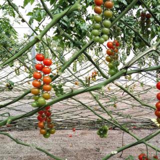 Angle of about 45 for this clothesline tomato staking technique.