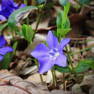 Vinca planting