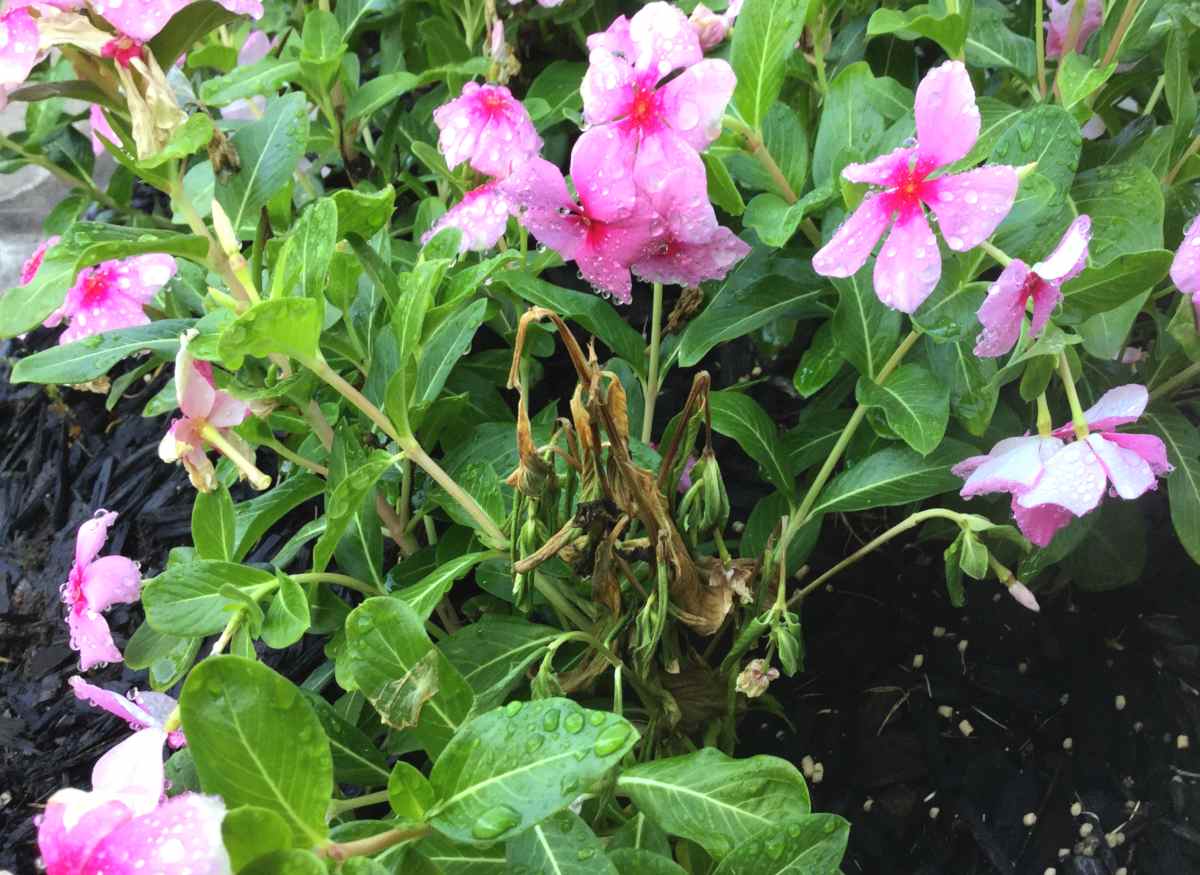 Rotting and wilting vinca flower